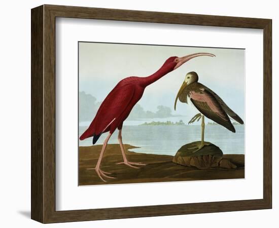 Scarlet Ibis (Eudocimus Ruber), Plate Cccxcvii, from 'The Birds of America'-John James Audubon-Framed Giclee Print