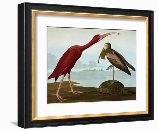 Scarlet Ibis (Eudocimus Ruber), Plate Cccxcvii, from 'The Birds of America'-John James Audubon-Framed Giclee Print