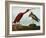 Scarlet Ibis (Eudocimus Ruber), Plate Cccxcvii, from 'The Birds of America'-John James Audubon-Framed Giclee Print