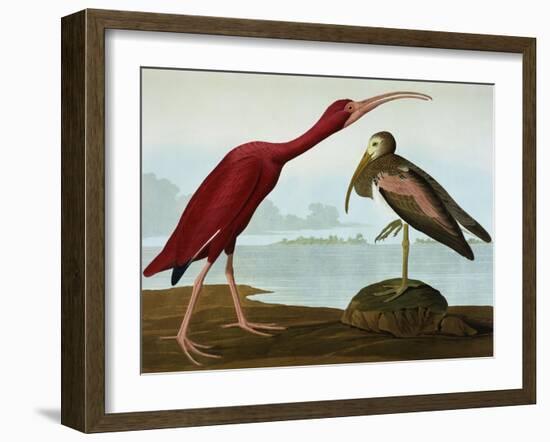 Scarlet Ibis (Eudocimus Ruber), Plate Cccxcvii, from 'The Birds of America'-John James Audubon-Framed Giclee Print