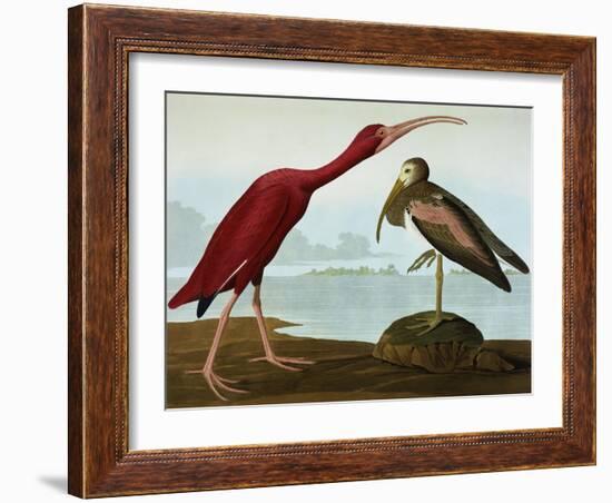 Scarlet Ibis (Eudocimus Ruber), Plate Cccxcvii, from 'The Birds of America'-John James Audubon-Framed Giclee Print