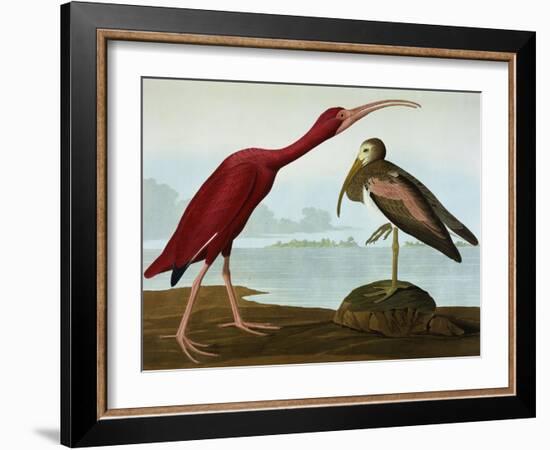 Scarlet Ibis (Eudocimus Ruber), Plate Cccxcvii, from 'The Birds of America'-John James Audubon-Framed Giclee Print