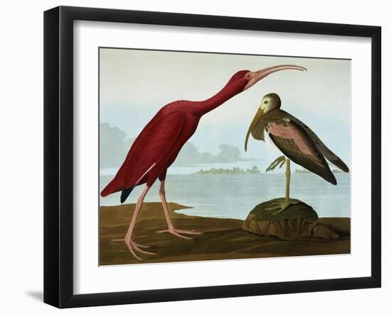 Scarlet Ibis (Eudocimus Ruber), Plate Cccxcvii, from 'The Birds of America'-John James Audubon-Framed Giclee Print