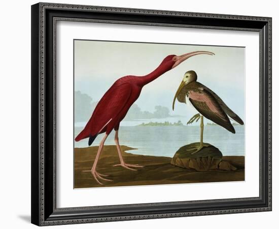 Scarlet Ibis (Eudocimus Ruber), Plate Cccxcvii, from 'The Birds of America'-John James Audubon-Framed Giclee Print