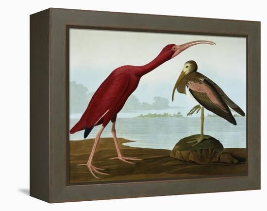 Scarlet Ibis (Eudocimus Ruber), Plate Cccxcvii, from 'The Birds of America'-John James Audubon-Framed Premier Image Canvas