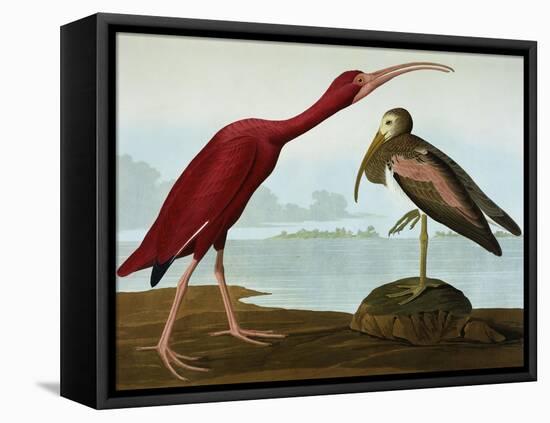 Scarlet Ibis (Eudocimus Ruber), Plate Cccxcvii, from 'The Birds of America'-John James Audubon-Framed Premier Image Canvas