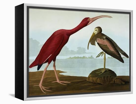 Scarlet Ibis (Eudocimus Ruber), Plate Cccxcvii, from 'The Birds of America'-John James Audubon-Framed Premier Image Canvas