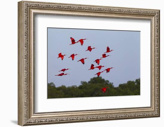 Scarlet Ibis Flock-Ken Archer-Framed Photographic Print