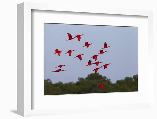 Scarlet Ibis Flock-Ken Archer-Framed Photographic Print