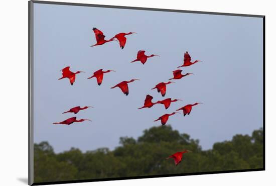 Scarlet Ibis Flock-Ken Archer-Mounted Photographic Print