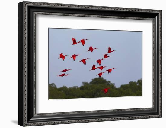 Scarlet Ibis Flock-Ken Archer-Framed Photographic Print