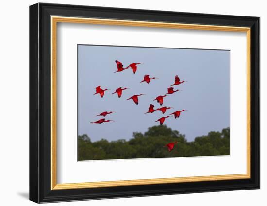 Scarlet Ibis Flock-Ken Archer-Framed Photographic Print