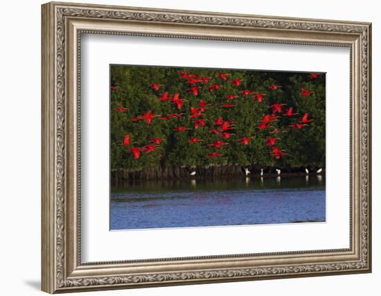 Scarlet Ibis flock-Ken Archer-Framed Photographic Print