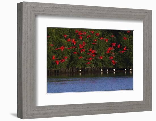 Scarlet Ibis flock-Ken Archer-Framed Photographic Print