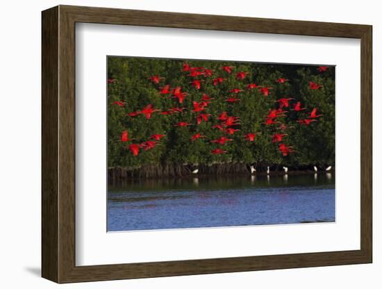 Scarlet Ibis flock-Ken Archer-Framed Photographic Print