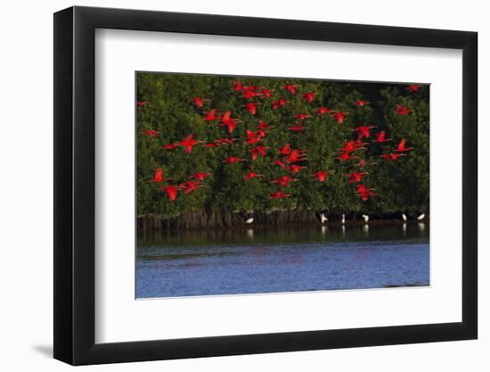 Scarlet Ibis flock-Ken Archer-Framed Photographic Print