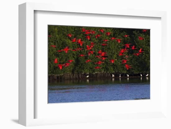 Scarlet Ibis flock-Ken Archer-Framed Photographic Print