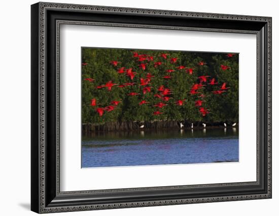 Scarlet Ibis flock-Ken Archer-Framed Photographic Print