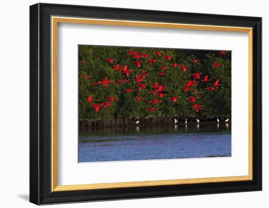 Scarlet Ibis flock-Ken Archer-Framed Photographic Print