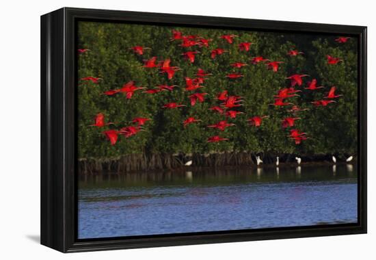 Scarlet Ibis flock-Ken Archer-Framed Premier Image Canvas