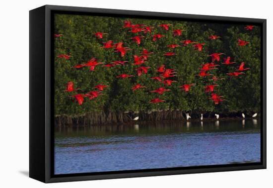 Scarlet Ibis flock-Ken Archer-Framed Premier Image Canvas