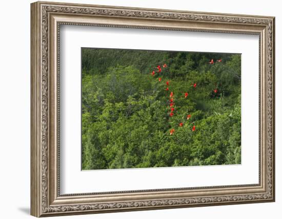 Scarlet Ibis, Shell Beach, North Guyana-Pete Oxford-Framed Photographic Print