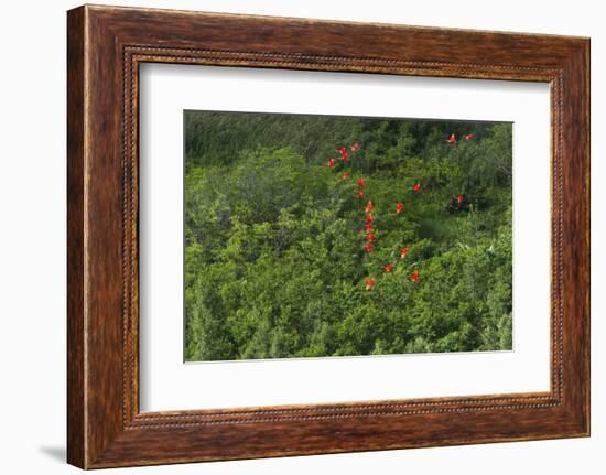 Scarlet Ibis, Shell Beach, North Guyana-Pete Oxford-Framed Photographic Print