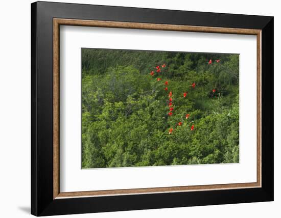 Scarlet Ibis, Shell Beach, North Guyana-Pete Oxford-Framed Photographic Print