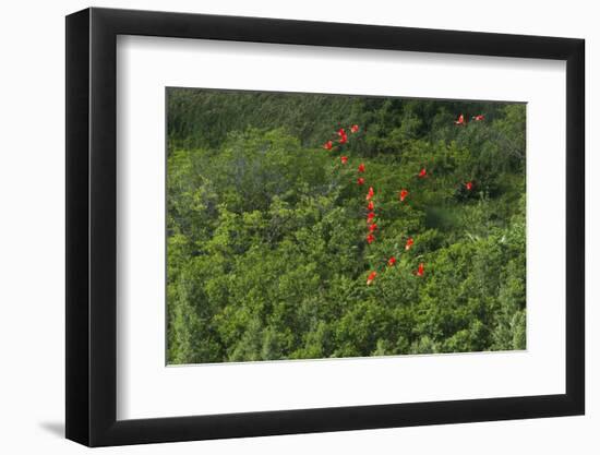 Scarlet Ibis, Shell Beach, North Guyana-Pete Oxford-Framed Photographic Print