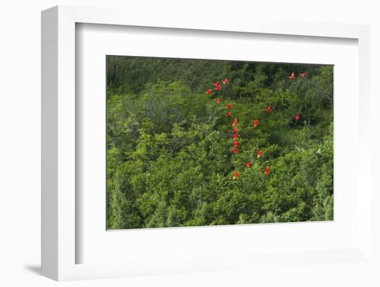 Scarlet Ibis, Shell Beach, North Guyana-Pete Oxford-Framed Photographic Print