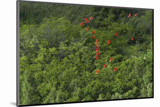 Scarlet Ibis, Shell Beach, North Guyana-Pete Oxford-Mounted Photographic Print