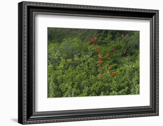 Scarlet Ibis, Shell Beach, North Guyana-Pete Oxford-Framed Photographic Print