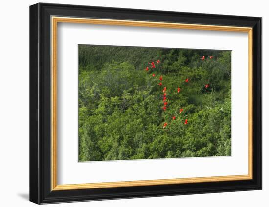 Scarlet Ibis, Shell Beach, North Guyana-Pete Oxford-Framed Photographic Print