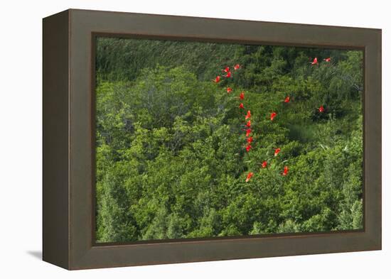 Scarlet Ibis, Shell Beach, North Guyana-Pete Oxford-Framed Premier Image Canvas