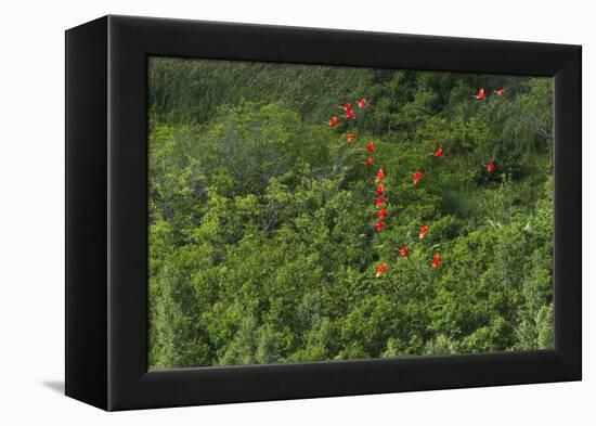 Scarlet Ibis, Shell Beach, North Guyana-Pete Oxford-Framed Premier Image Canvas