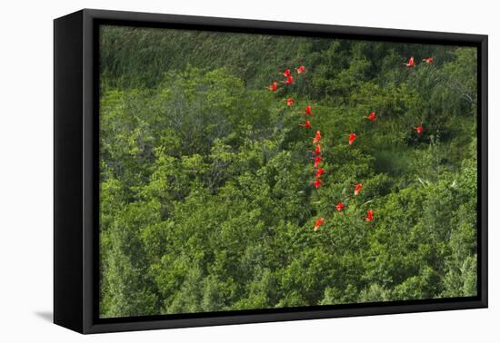 Scarlet Ibis, Shell Beach, North Guyana-Pete Oxford-Framed Premier Image Canvas