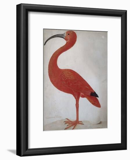 Scarlet Ibis with an Egg, 1699 - 1700-Maria Merian-Framed Art Print