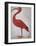 Scarlet Ibis with an Egg, 1699 - 1700-Maria Merian-Framed Art Print