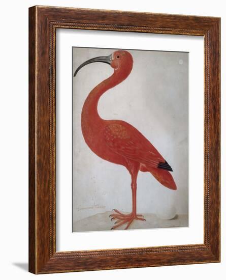 Scarlet Ibis with an Egg, 1699 - 1700-Maria Merian-Framed Art Print