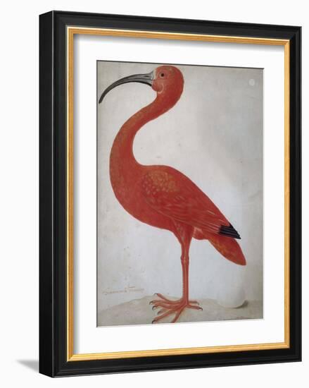 Scarlet Ibis with an Egg, 1699 - 1700-Maria Merian-Framed Art Print