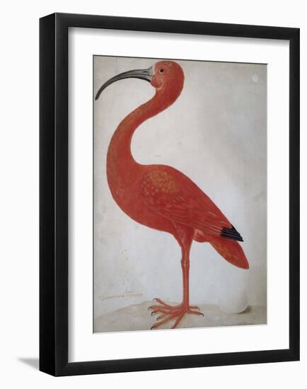 Scarlet Ibis with an Egg, 1699 - 1700-Maria Merian-Framed Art Print