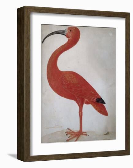 Scarlet Ibis with an Egg, 1699 - 1700-Maria Merian-Framed Art Print