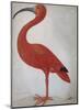 Scarlet Ibis with an Egg, 1699 - 1700-Maria Merian-Mounted Art Print