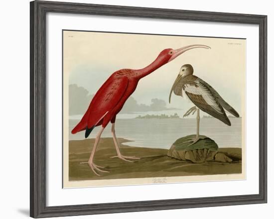 Scarlet Ibis-John James Audubon-Framed Giclee Print