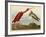 Scarlet Ibis-John James Audubon-Framed Giclee Print