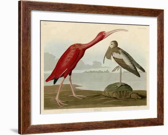 Scarlet Ibis-John James Audubon-Framed Giclee Print