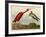 Scarlet Ibis-John James Audubon-Framed Giclee Print