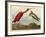 Scarlet Ibis-John James Audubon-Framed Giclee Print