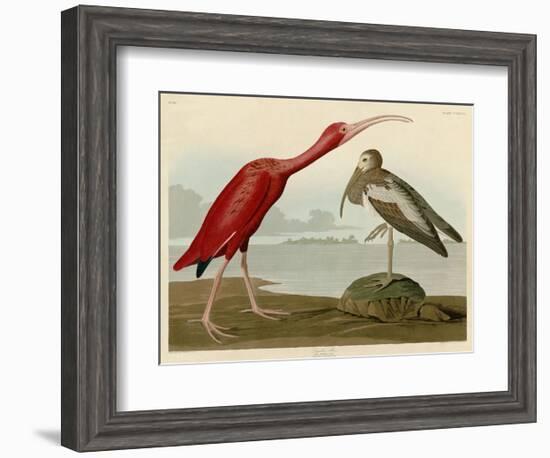 Scarlet Ibis-John James Audubon-Framed Art Print