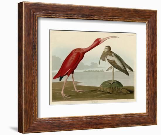 Scarlet Ibis-John James Audubon-Framed Art Print